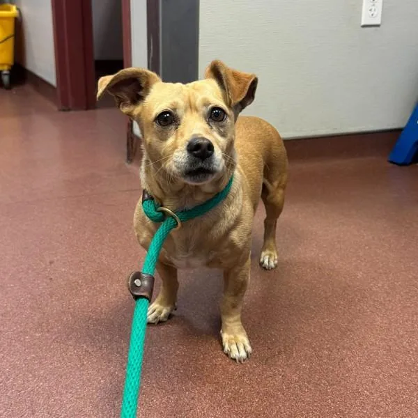 An adult small-sized female Chihuahua dog named Lucy for adoption in Oakland, CA