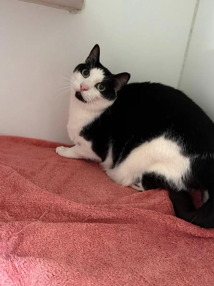 A senior medium-sized female Domestic Short Hair cat named Ramona for adoption in Sapulpa, OK