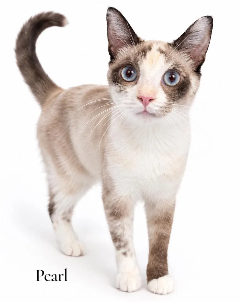 A young medium-sized female Chocolate Point Domestic Short Hair cat named Pearl for adoption in Stevensville, MI