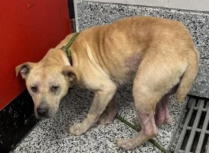 An adult medium-sized male Mixed Breed dog named Arlo for adoption in West Chester, PA