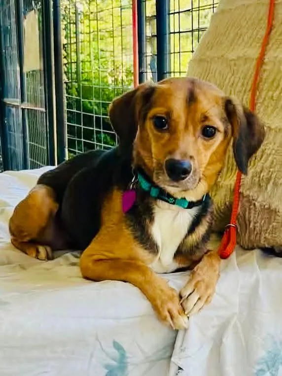 A young small-sized female Chiweenie dog named Felicia Warrenton VA for adoption in Thibodaux, LA