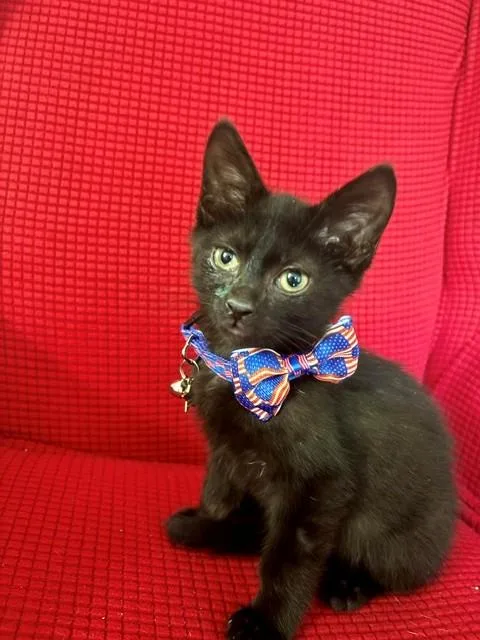 A baby small-sized male Domestic Short Hair cat named Bat Boy for adoption in Louisville, KY