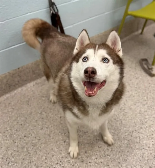 An adult large-sized female Siberian Husky dog named Sweetie for adoption in Brighton, CO