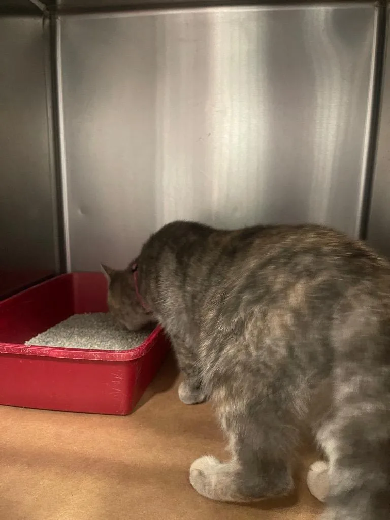 A young large-sized female American Curl cat named Reba for adoption in Cartersville , GA