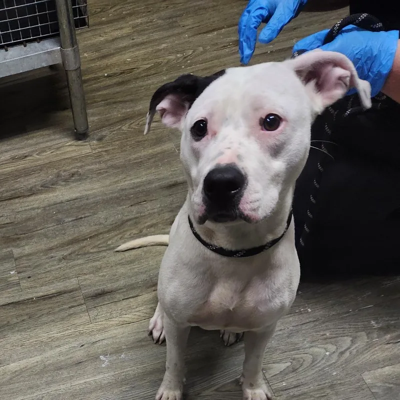 An adult medium-sized female White / Cream Mixed Breed dog named Orla for adoption in Summerville, SC