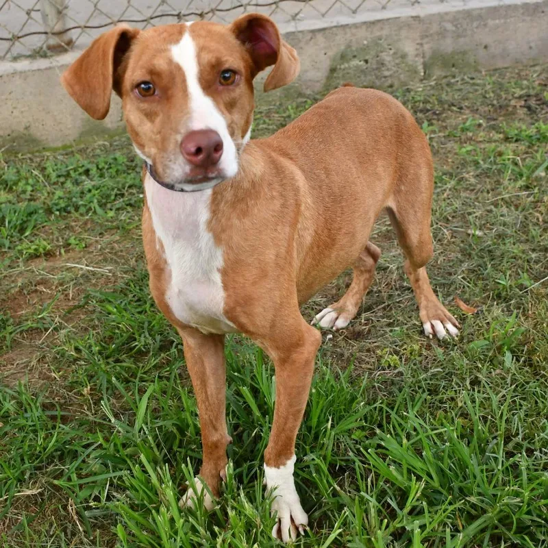 An adult medium-sized female Brown / Chocolate Terrier dog named Honey for adoption in Beaumont, TX
