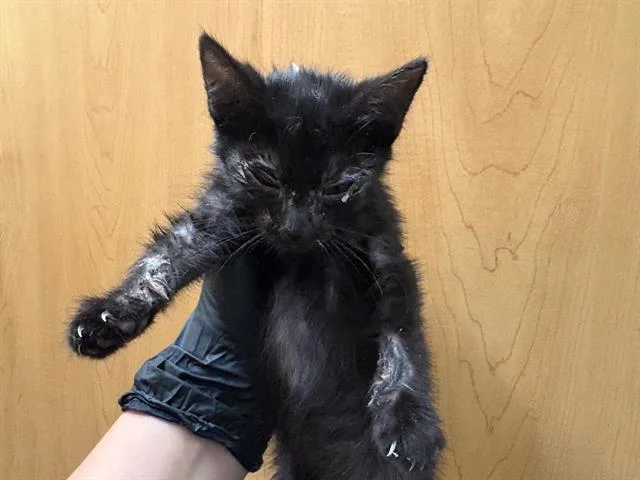 A baby small-sized female Domestic Short Hair cat named Fey for adoption in Tustin, CA