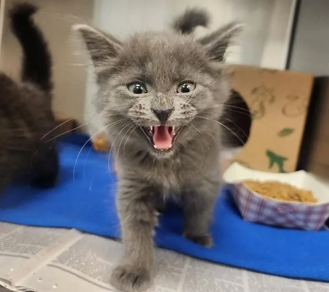A baby small-sized female Domestic Long Hair cat named Polka for adoption in St. Louis, MO