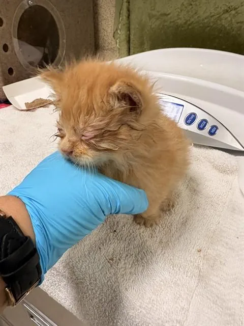 A baby small-sized male Domestic Short Hair cat named Mo for adoption in Riverside, CA