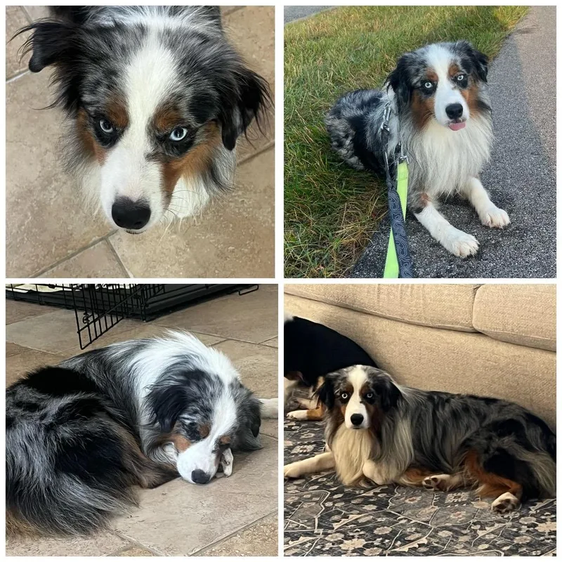 An adult medium-sized male Australian Shepherd dog named Zoomie for adoption in Zionsville, IN
