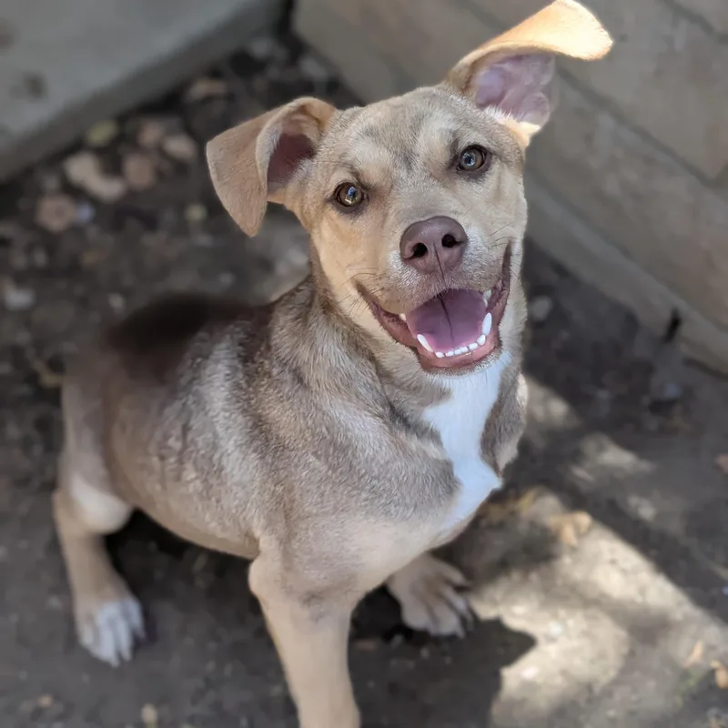 A young medium-sized male Bicolor Mountain Cur dog named Nugget for adoption in Mountain Center, CA