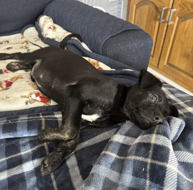 A baby medium-sized male Terrier dog named Ben for adoption in Brooklyn Center, MN