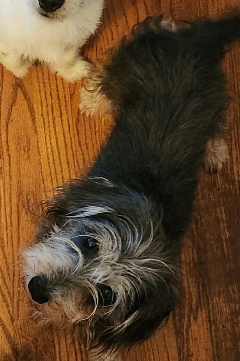A young small-sized female Yellow / Tan / Blond / Fawn Norfolk Terrier dog named Chichi for adoption in Sanford, NC