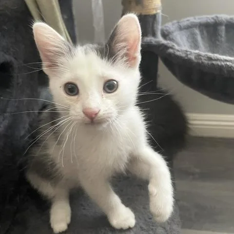 A baby small-sized male White Domestic Medium Hair cat named Bruce for adoption in Pasadena, CA
