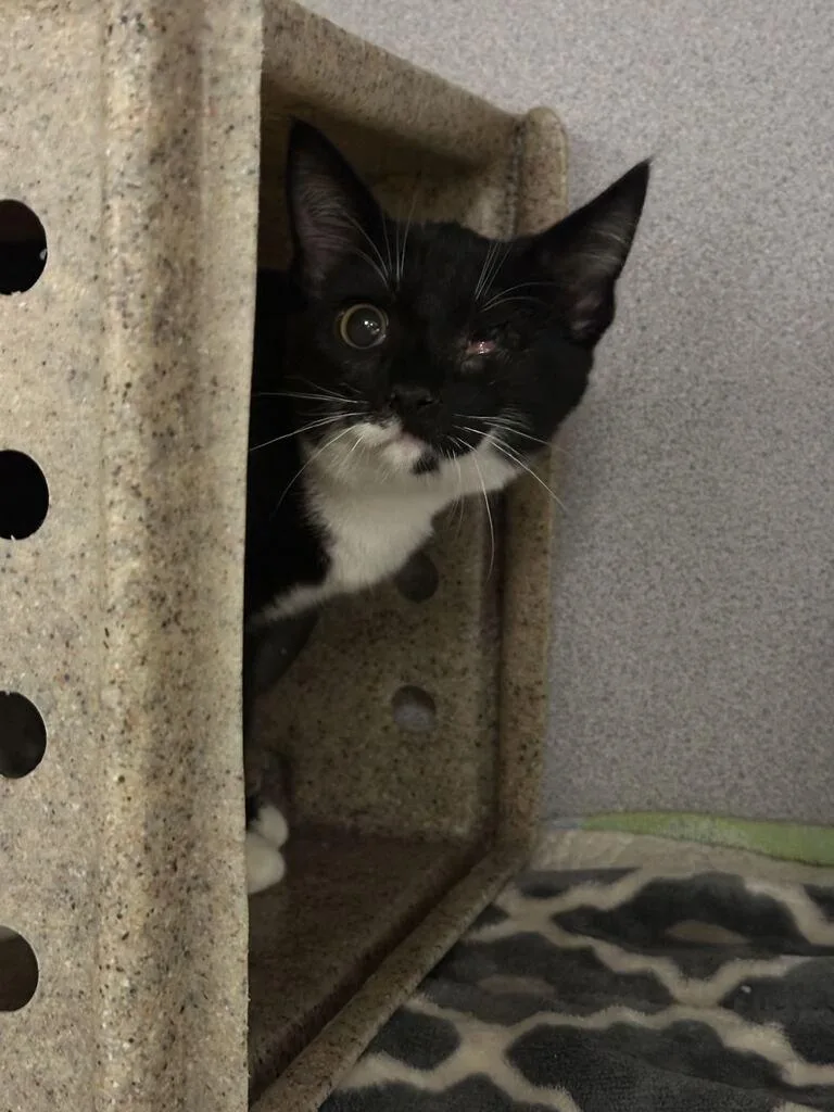 A baby small-sized female Black & White / Tuxedo Domestic Short Hair cat named Whitley for adoption in Raleigh, NC