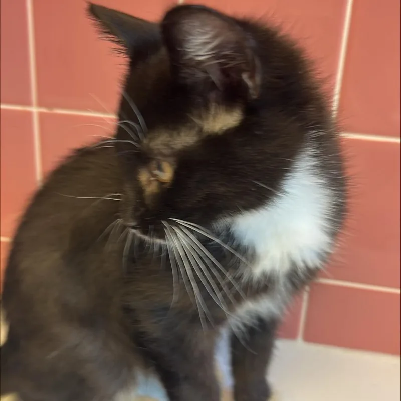 A baby small-sized male Black Domestic Short Hair cat named Navy for adoption in Cedar Rapids, IA