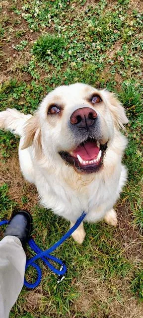 An adult large-sized female Golden Retriever dog named Birdie for adoption in Charlotte, NC