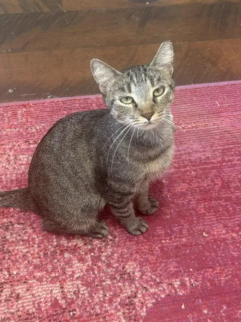An adult medium-sized female Domestic Short Hair cat named Victoria for adoption in Dripping Springs, TX
