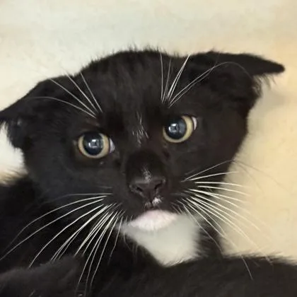 A young medium-sized male Domestic Short Hair cat named Bissell for adoption in Lansing, MI