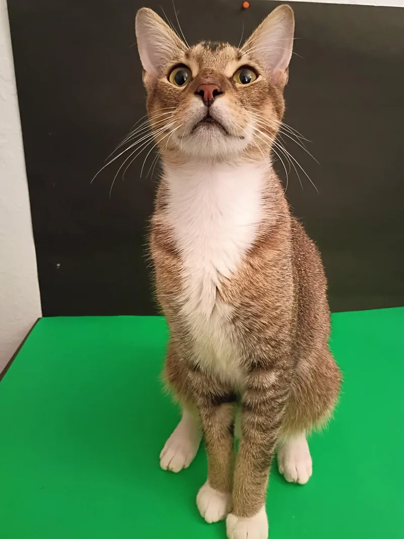 An adult medium-sized male Brown / Chocolate Tabby cat named Comet for adoption in Crystal River, FL