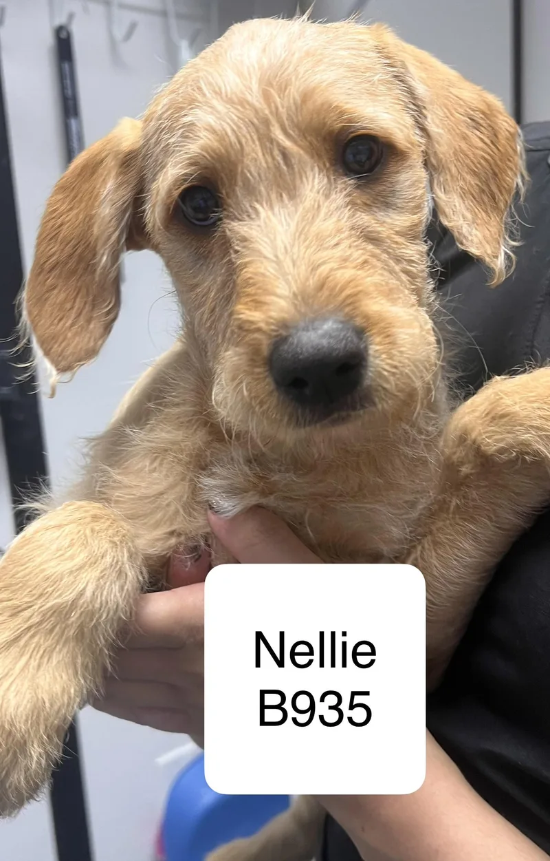 Nellie
