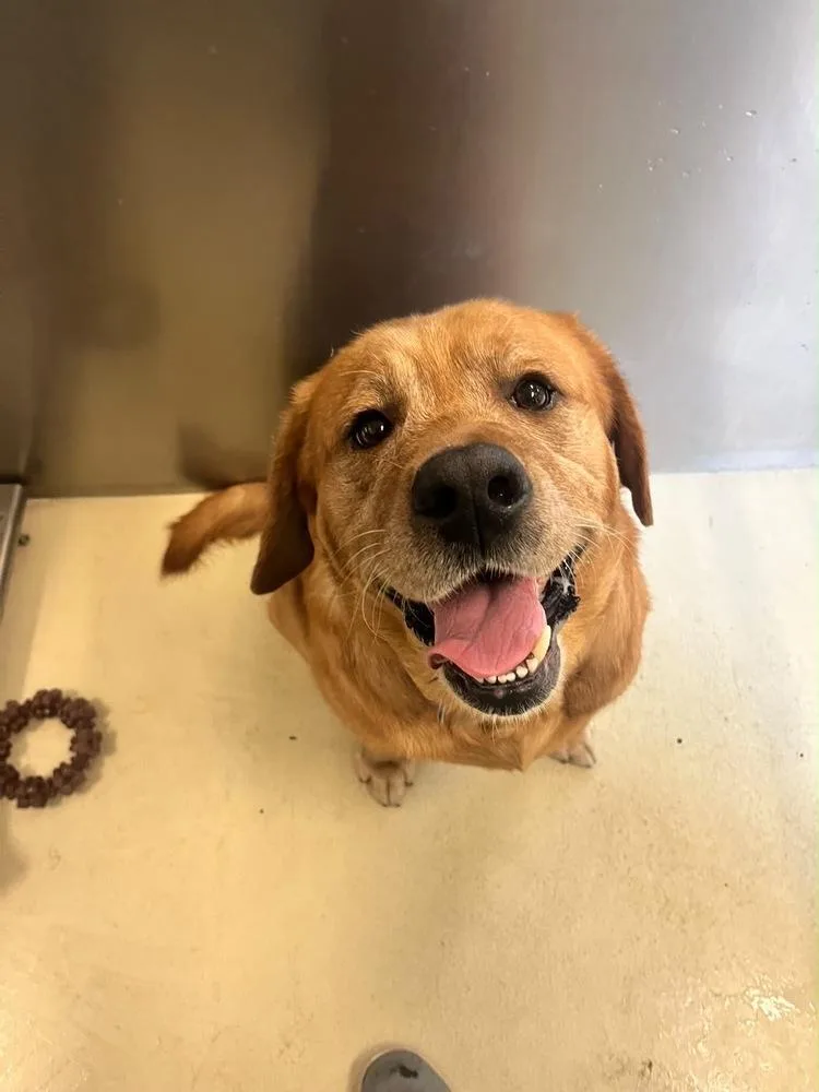 An adult large-sized male Brown / Chocolate Labrador Retriever dog named Dennis the Menace for adoption in Kalamazoo, MI