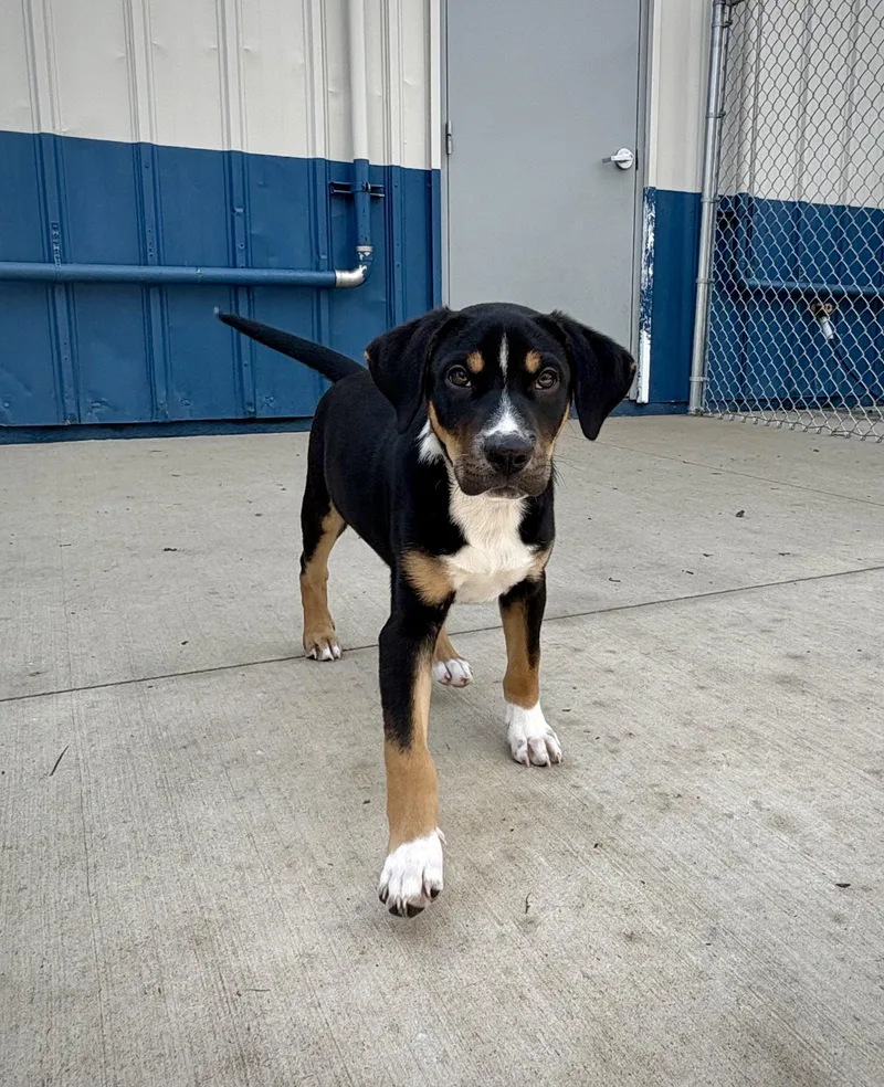 A baby large-sized male Tricolor (Brown, Black, & White) Mixed Breed dog named Gilbert for adoption in Kalamazoo, MI