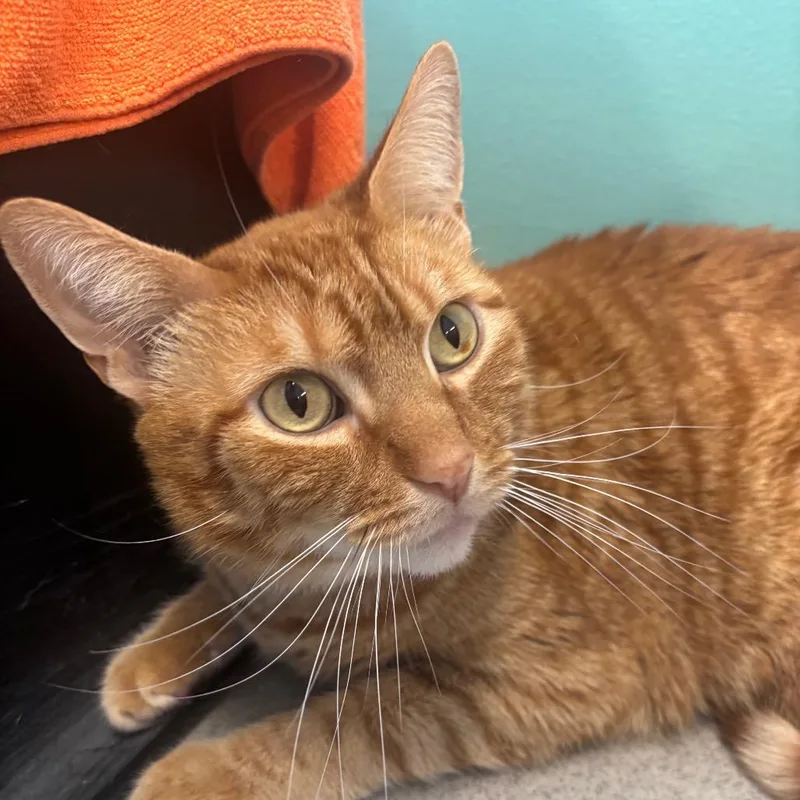 An adult large-sized male Orange / Red Domestic Short Hair cat named Jack for adoption in Hamburg, NY