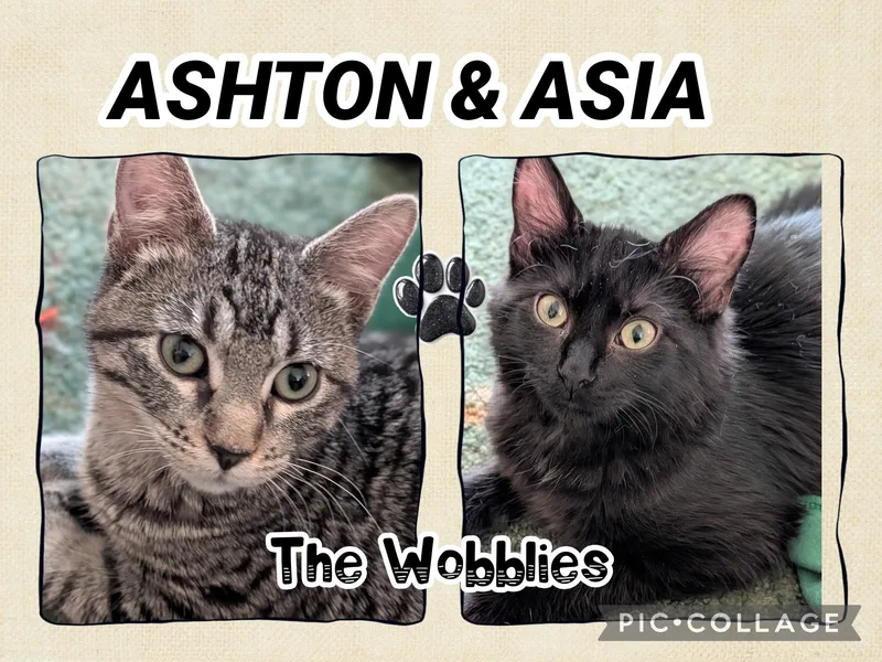 A baby small-sized female Black Domestic Medium Hair cat named Ashton and Asia for adoption in Kearney, NE