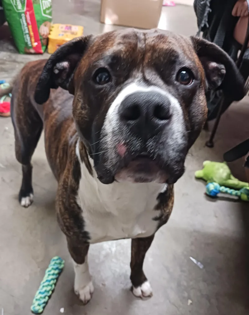 An adult medium-sized male Pit Bull Terrier dog named Odie for adoption in Saint Marys, WV