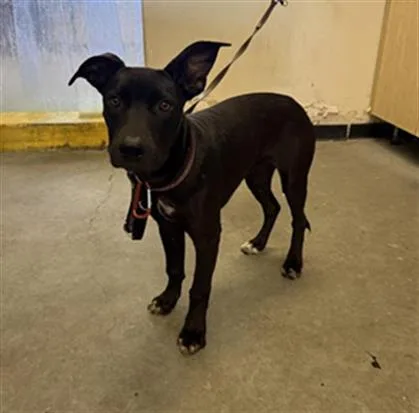 A young medium-sized female Pit Bull Terrier dog named Eve for adoption in Camarillo, CA