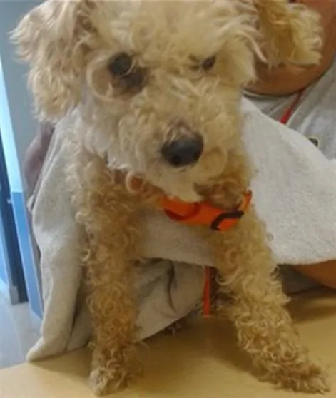 A senior small-sized female Poodle dog named Ruby for adoption in Miami, FL