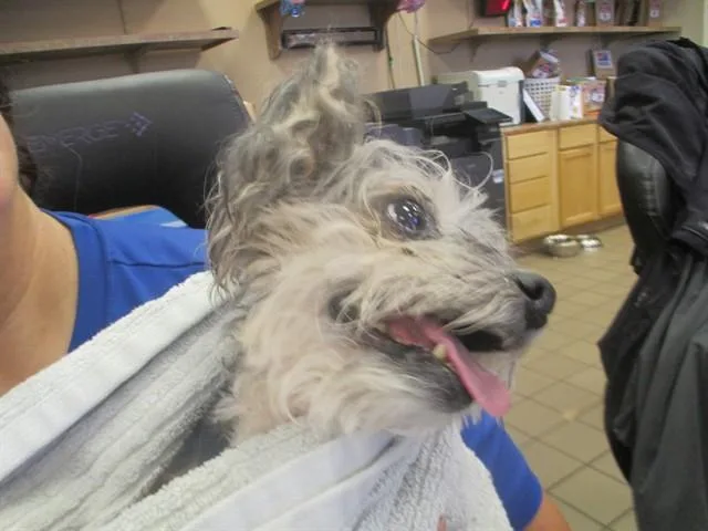 An adult small-sized female Yorkshire Terrier dog named Chloe for adoption in Ocala, FL