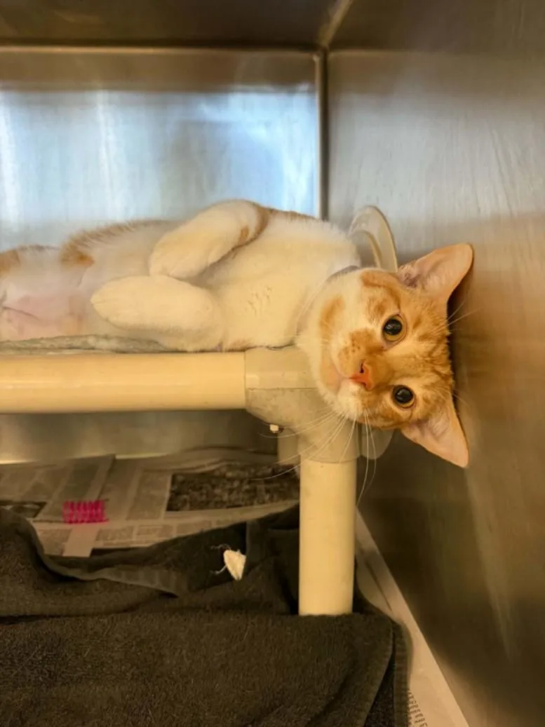 A young large-sized male Domestic Short Hair cat named Cheo for adoption in Houston, TX