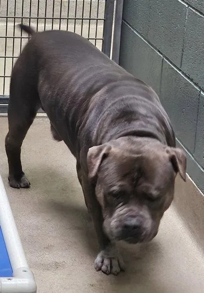A senior extra large-sized male Pit Bull Terrier dog named Eeyore for adoption in Oakland, CA