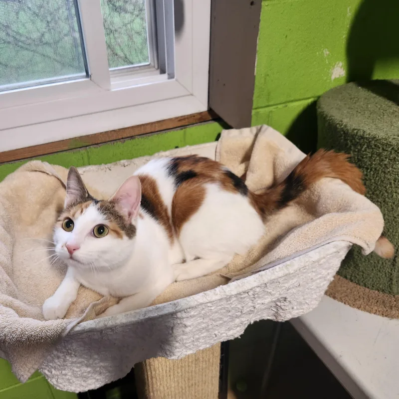 An adult medium-sized female Calico Domestic Short Hair cat named Mona for adoption in Bolingbrook, IL