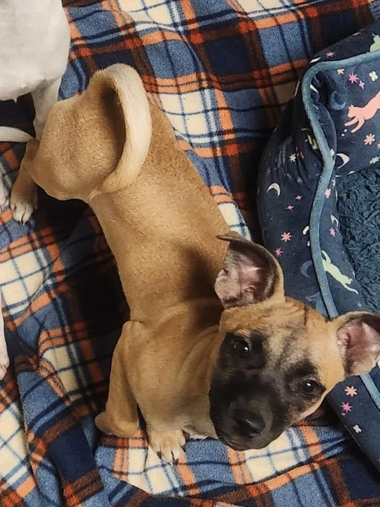 Holly