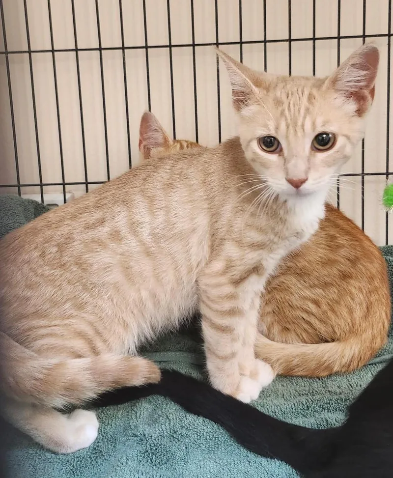 A baby medium-sized male Buff & White Domestic Short Hair cat named Sprite for adoption in East Brunswick, NJ