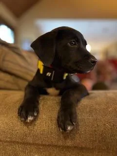 Holden Huzzah  Local thumbnail 2