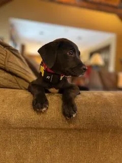 Holden Huzzah  Local thumbnail 3