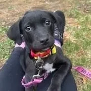 Holden Huzzah  Local thumbnail 4