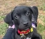 Holden Huzzah  Local