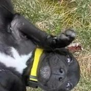 Holden Huzzah  Local thumbnail 5