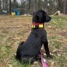 Holden Huzzah  Local thumbnail 6