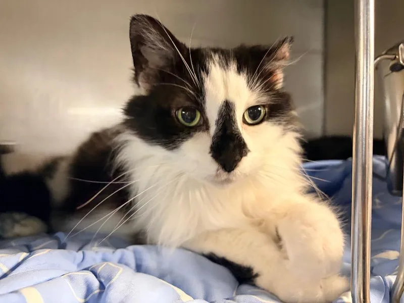 An adult medium-sized male Domestic Medium Hair cat named Happy for adoption in Huntington, IN