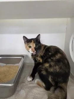 An adult small-sized female Domestic Short Hair cat named Cali B for adoption in Savannah, GA