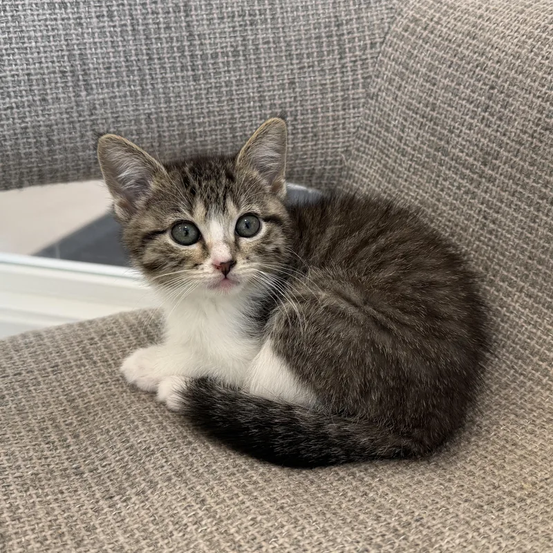 A baby medium-sized female Domestic Short Hair cat named Mckay for adoption in Evanston, IL