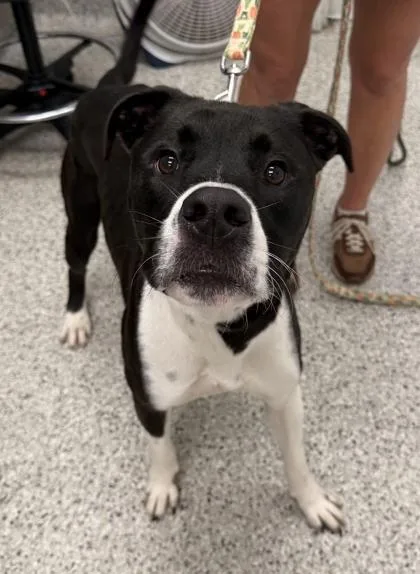 An adult large-sized male Black Pit Bull Terrier dog named Draco for adoption in Kansas City, MO