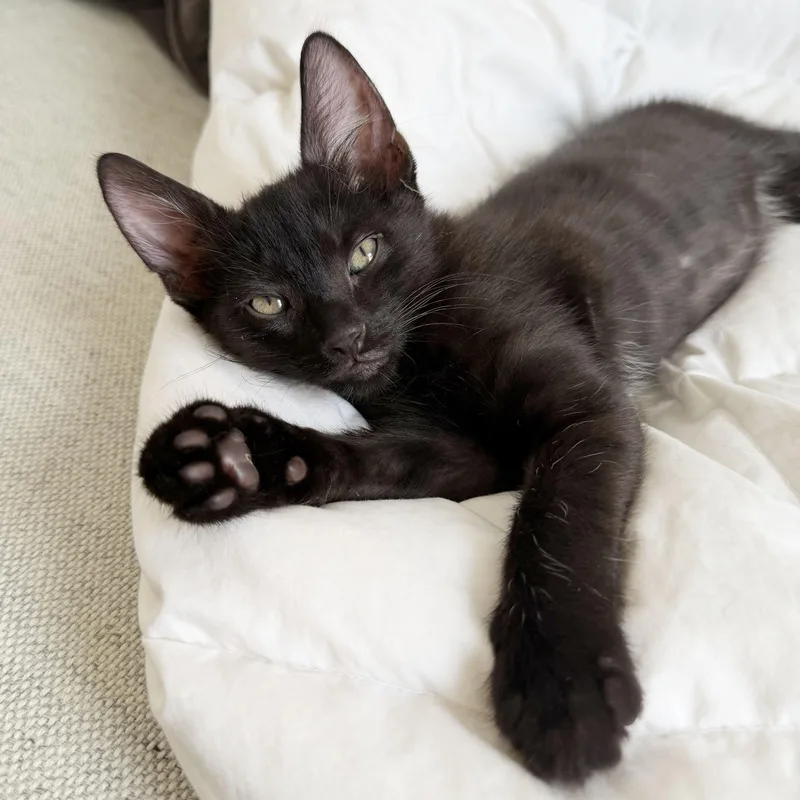 A baby medium-sized male Black Domestic Short Hair cat named Fudge for adoption in BROOKLYN, NY