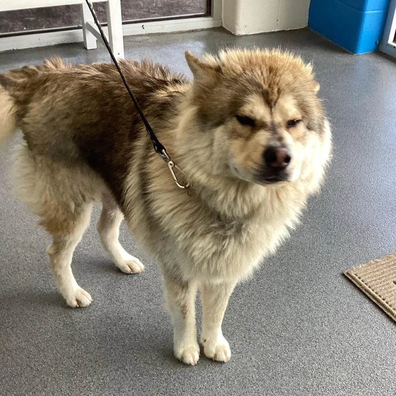 An adult medium-sized male Apricot / Beige Chow Chow dog named Willy for adoption in Montgomery, AL